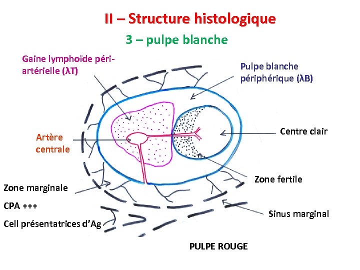 II – Structure histologique 3 – pulpe blanche Gaine lymphoïde périartérielle (λT) Pulpe blanche