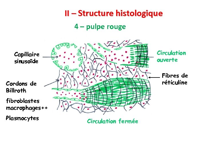 II – Structure histologique 4 – pulpe rouge Circulation ouverte Capillaire sinusoïde Fibres de