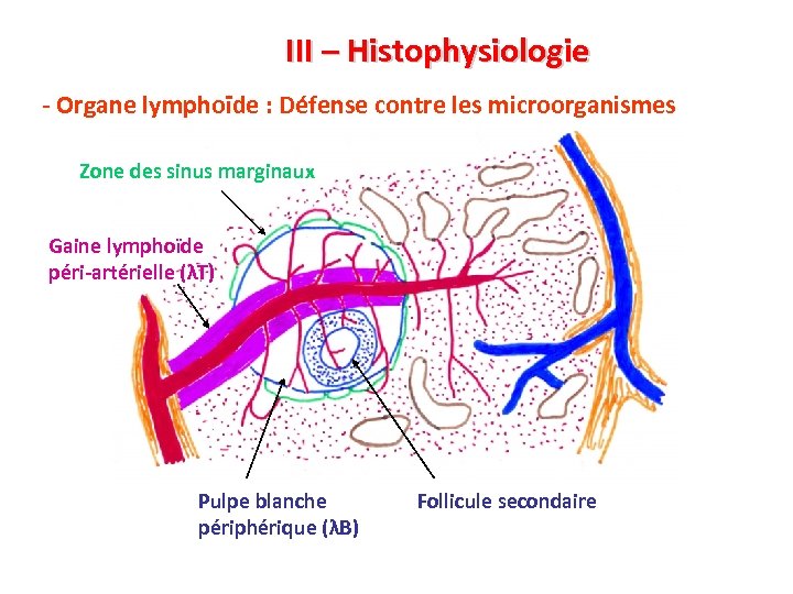 III – Histophysiologie - Organe lymphoïde : Défense contre les microorganismes Zone des sinus