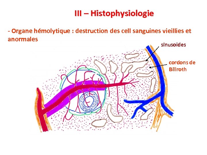 III – Histophysiologie - Organe hémolytique : destruction des cell sanguines vieillies et anormales