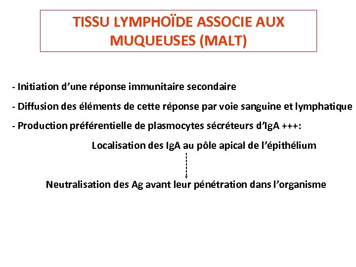 TISSU LYMPHOÏDE ASSOCIE AUX MUQUEUSES (MALT) - Initiation d’une réponse immunitaire secondaire - Diffusion