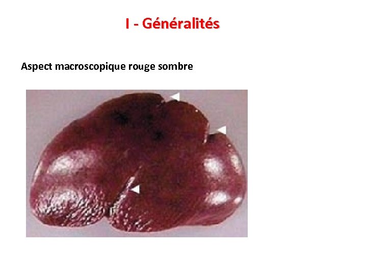 I - Généralités Aspect macroscopique rouge sombre 