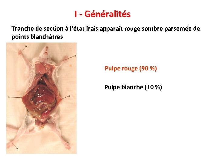 I - Généralités Tranche de section à l’état frais apparaît rouge sombre parsemée de