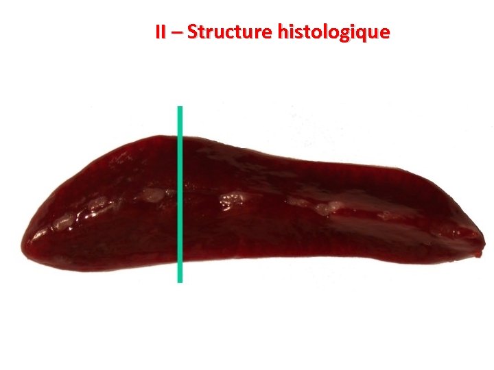 II – Structure histologique 