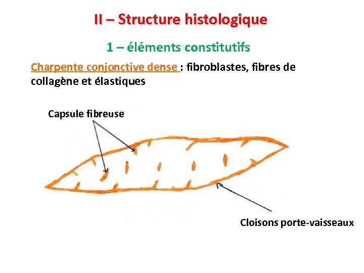 II – Structure histologique 1 – éléments constitutifs Charpente conjonctive dense : fibroblastes, fibres