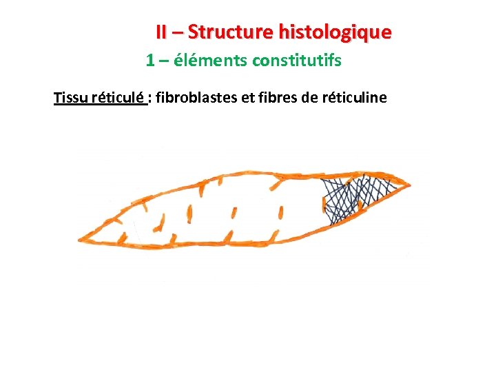 II – Structure histologique 1 – éléments constitutifs Tissu réticulé : fibroblastes et fibres