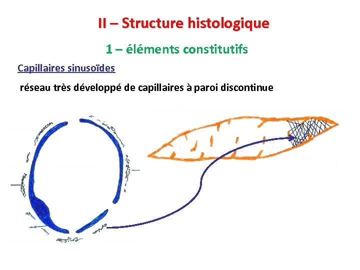 II – Structure histologique 1 – éléments constitutifs Capillaires sinusoïdes réseau très développé de