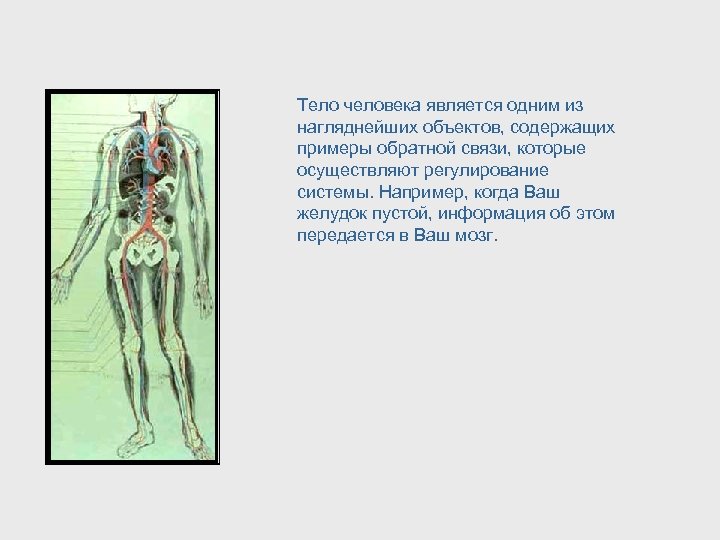 Тело человека является одним из нагляднейших объектов, содержащих примеры обратной связи, которые осуществляют регулирование