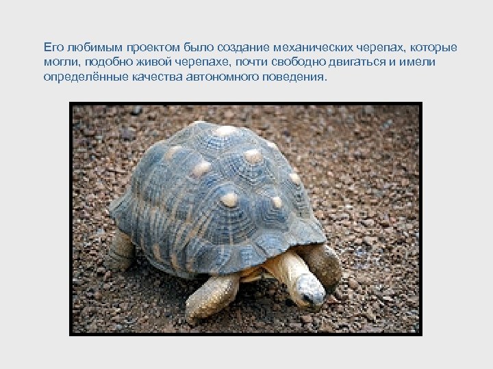 Его любимым проектом было создание механических черепах, которые могли, подобно живой черепахе, почти свободно
