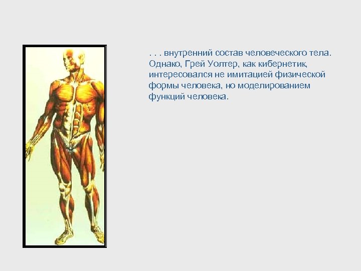 . . . внутренний состав человеческого тела. Однако, Грей Уолтер, как кибернетик, интересовался не