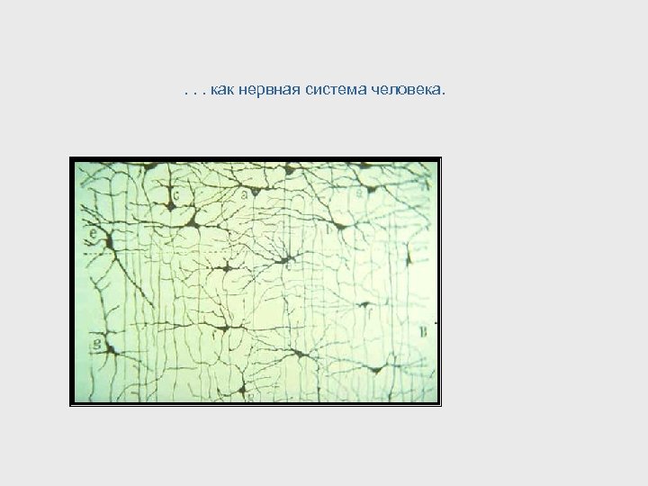 . . . как нервная система человека. 