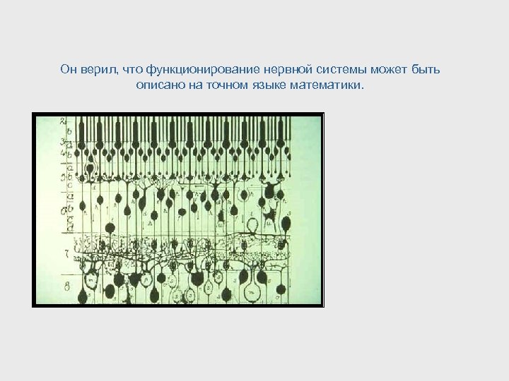 Он верил, что функционирование нервной системы может быть описано на точном языке математики. 