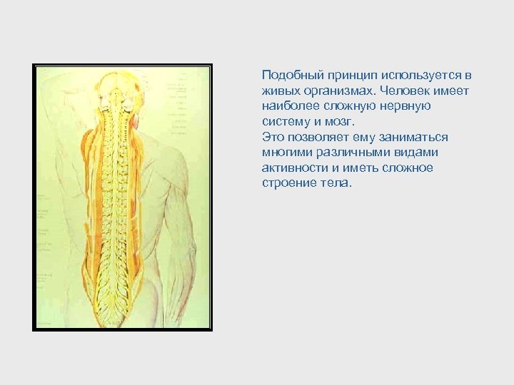 Подобный принцип используется в живых организмах. Человек имеет наиболее сложную нервную систему и мозг.