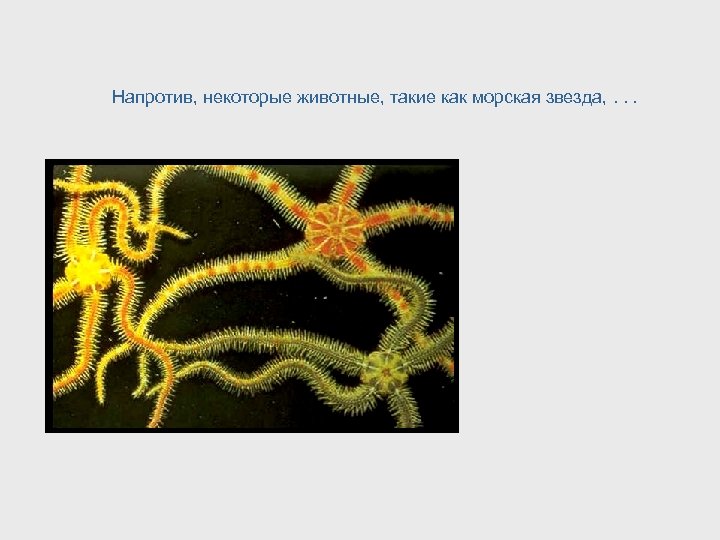 Напротив, некоторые животные, такие как морская звезда, . . . 