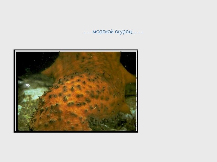 . . . морской огурец, . . . 