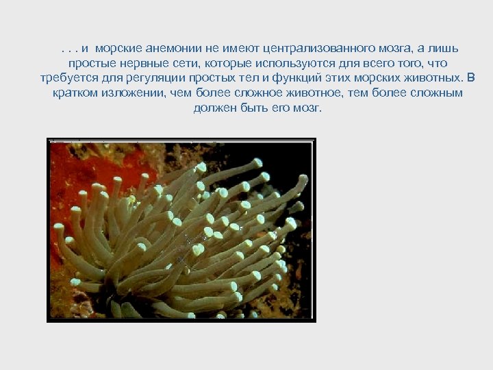 . . . и морские анемонии не имеют централизованного мозга, а лишь простые нервные