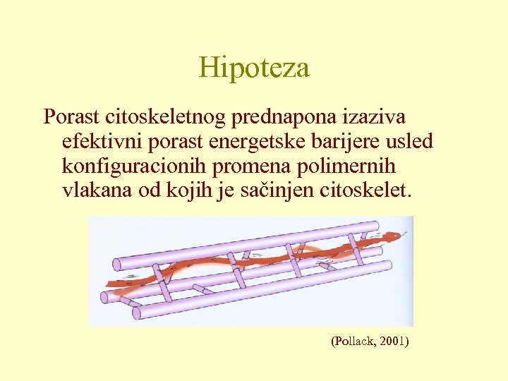 Hipoteza Porast citoskeletnog prednapona izaziva efektivni porast energetske barijere usled konfiguracionih promena polimernih vlakana