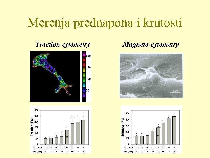 Merenja prednapona i krutosti Traction cytometry Magneto-cytometry 