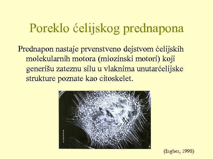 Poreklo ćelijskog prednapona Prednapon nastaje prvenstveno dejstvom ćelijskih molekularnih motora (miozinski motori) koji generišu