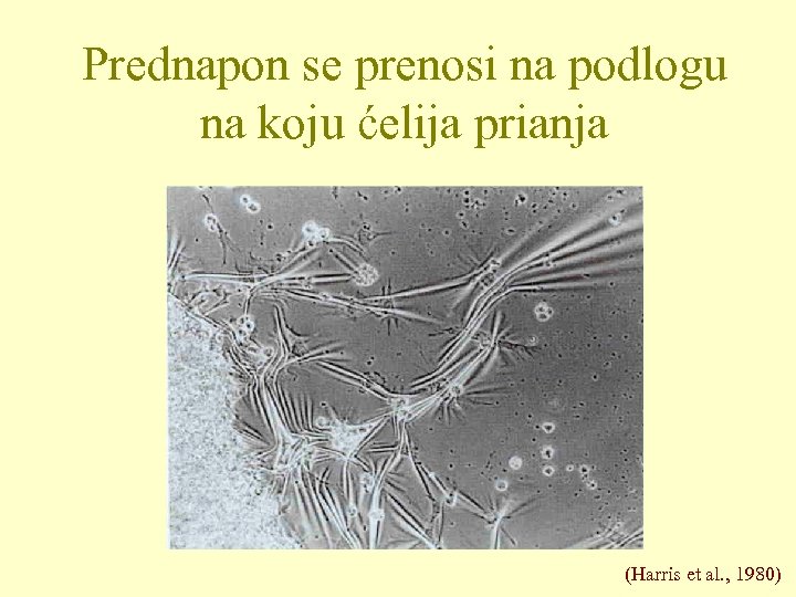 Prednapon se prenosi na podlogu na koju ćelija prianja (Harris et al. , 1980)