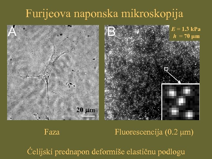 Furijeova naponska mikroskopija E = 1. 3 k. Pa h = 70 μm 20