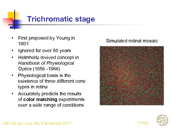 Trichromatic stage • First proposed by Young in 1801 • Ignored for over 50