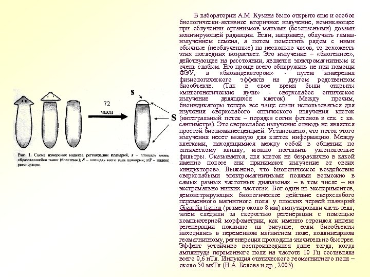  В лаборатории А. М. Кузина было открыто еще и особое биологически-активное вторичное излучение,