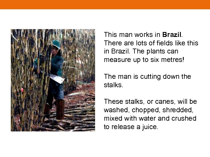 This man works in Brazil. There are lots of fields like this in Brazil.