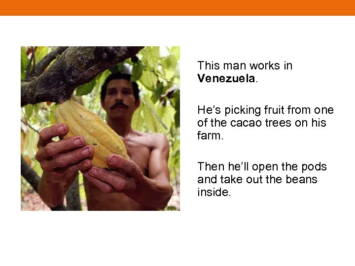 This man works in Venezuela. He’s picking fruit from one of the cacao trees