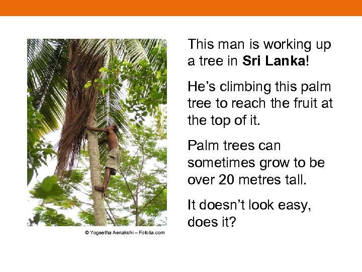 This man is working up a tree in Sri Lanka! He’s climbing this palm