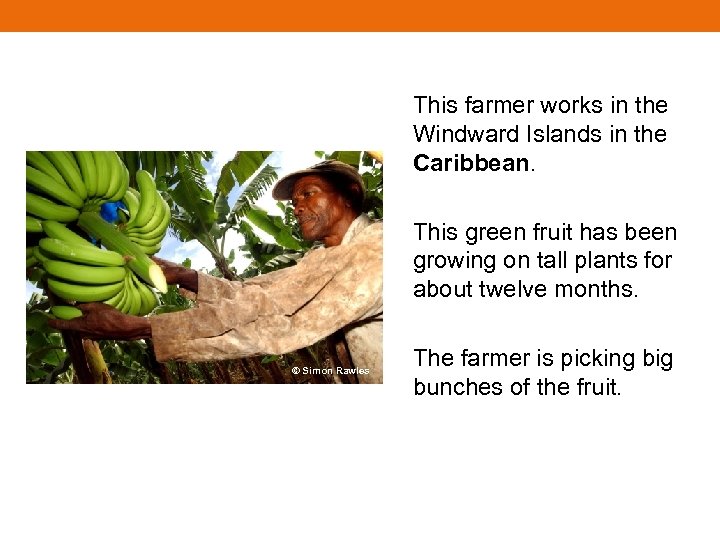 This farmer works in the Windward Islands in the Caribbean. This green fruit has