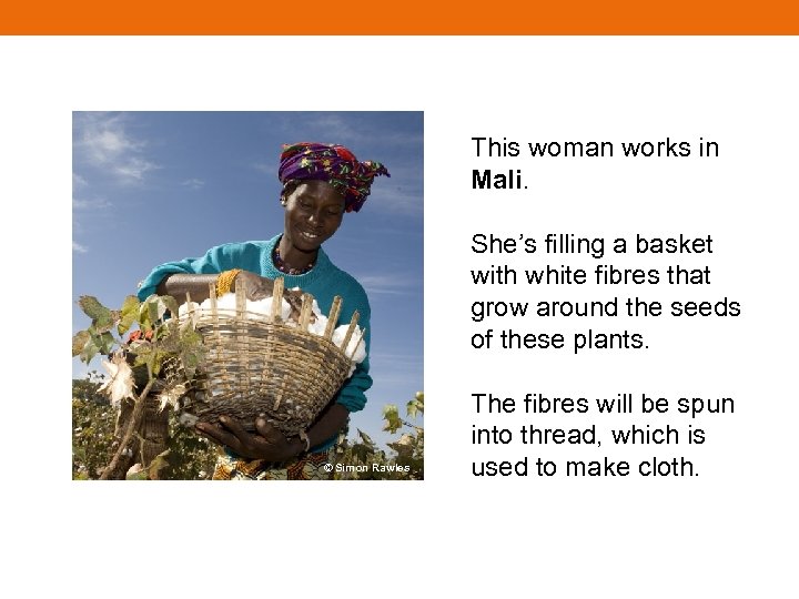 This woman works in Mali. She’s filling a basket with white fibres that grow