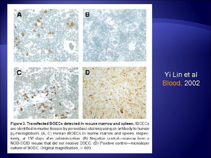 Yi Lin et al Blood. 2002 