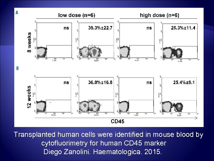 Transplanted human cells were identified in mouse blood by cytofluorimetry for human CD 45