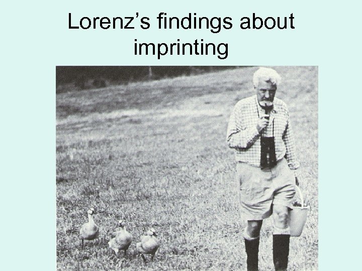 Lorenz’s findings about imprinting 