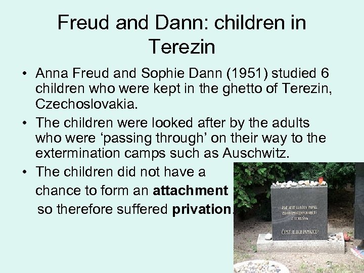 Freud and Dann: children in Terezin • Anna Freud and Sophie Dann (1951) studied