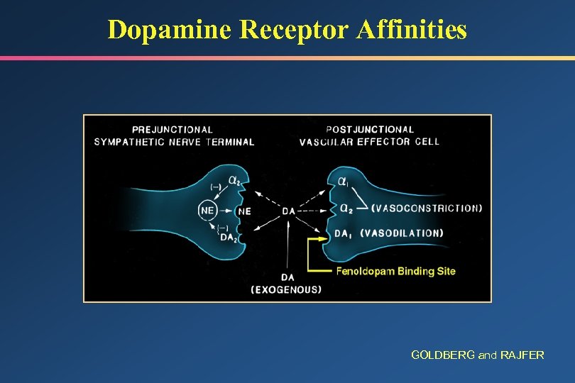 Dopamine Receptor Affinities GOLDBERG and RAJFER 