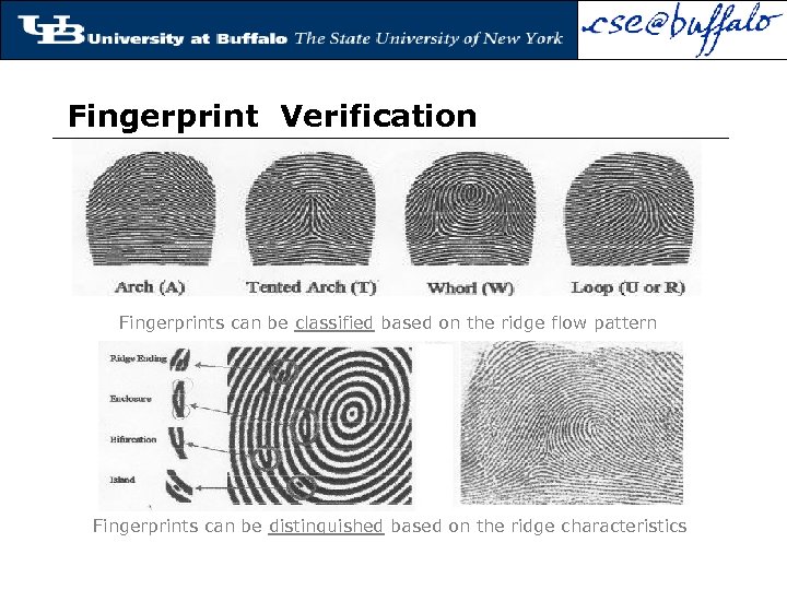 Fingerprint Verification Fingerprints can be classified based on the ridge flow pattern Fingerprints can