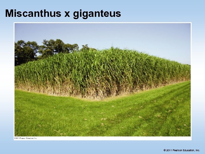 Miscanthus x giganteus © 2011 Pearson Education, Inc. 