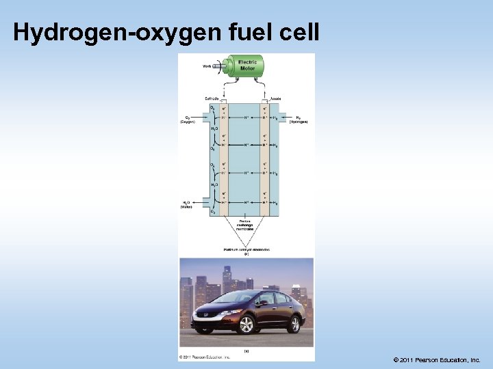 Hydrogen-oxygen fuel cell © 2011 Pearson Education, Inc. 