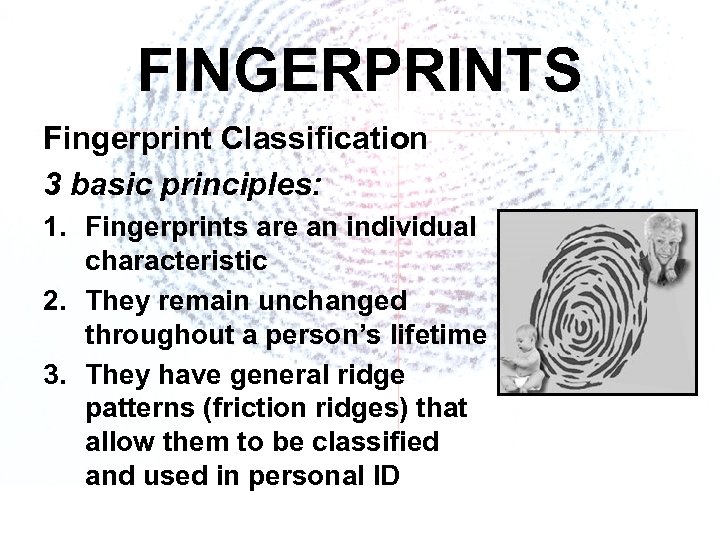 FINGERPRINTS Fingerprint Classification 3 basic principles: 1. Fingerprints are an individual characteristic 2. They