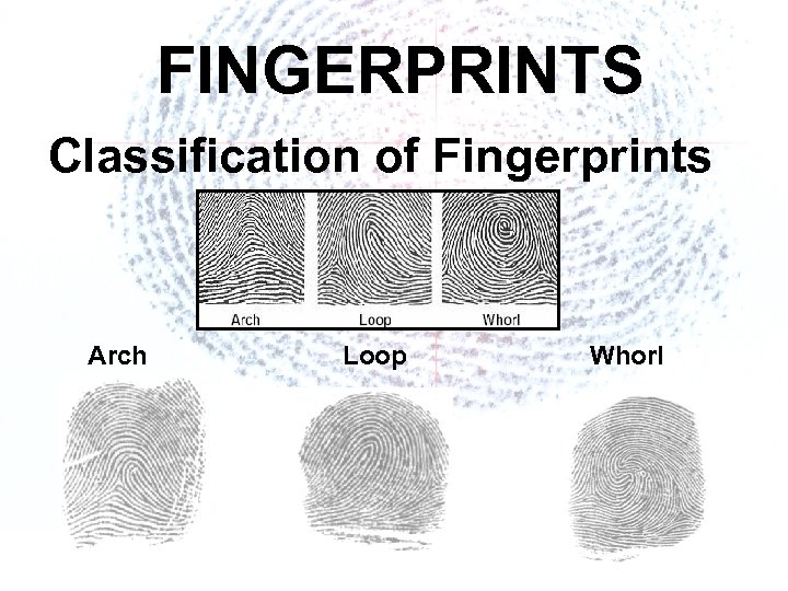 FINGERPRINTS Classification of Fingerprints Arch Loop Whorl 