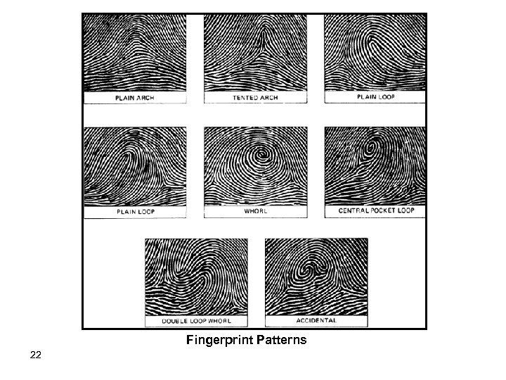 Fingerprint Patterns 22 