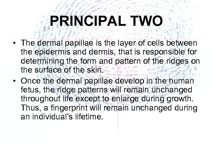 PRINCIPAL TWO • The dermal papillae is the layer of cells between the epidermis