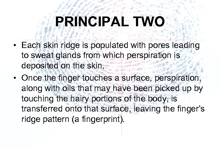 PRINCIPAL TWO • Each skin ridge is populated with pores leading to sweat glands