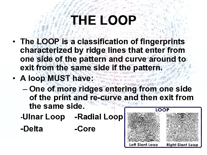 THE LOOP • The LOOP is a classification of fingerprints characterized by ridge lines
