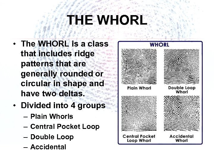 THE WHORL • The WHORL is a class that includes ridge patterns that are