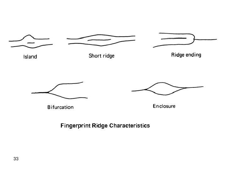 Fingerprint Ridge Characteristics 33 