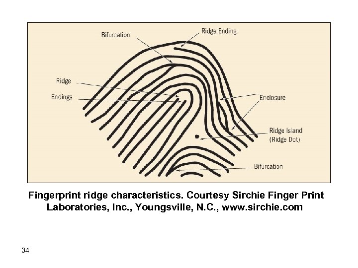 Fingerprint ridge characteristics. Courtesy Sirchie Finger Print Laboratories, Inc. , Youngsville, N. C. ,