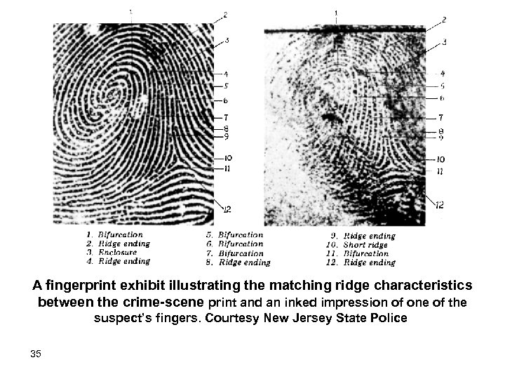 A fingerprint exhibit illustrating the matching ridge characteristics between the crime-scene print and an
